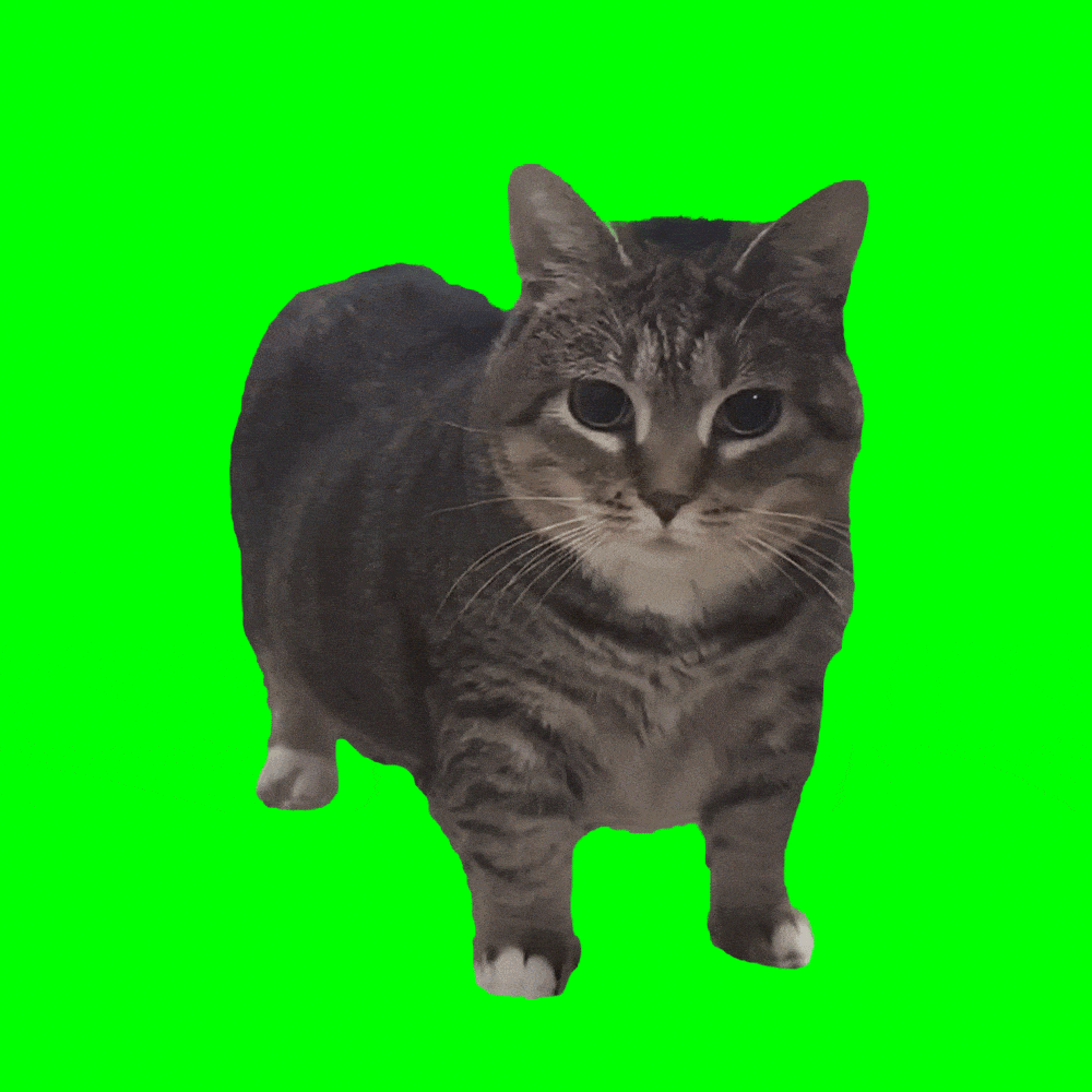 Rotating Cat